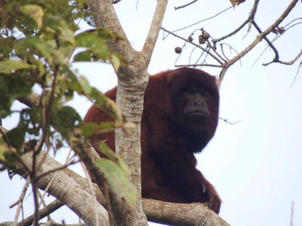 Howler Monkeys